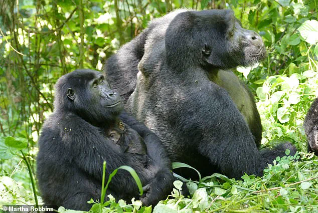 Groundbreaking Study Reveals Female Gorillas' Surprising Influence in Primate Societies