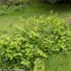Japanese Knotweed Thrives and Spreads Faster This Summer Amid Warmer Temperatures and Changing Rainfall Patterns