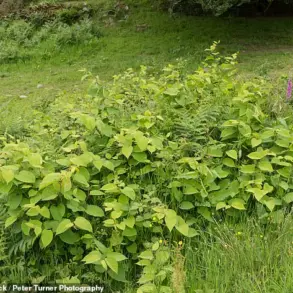 Japanese Knotweed Thrives and Spreads Faster This Summer Amid Warmer Temperatures and Changing Rainfall Patterns