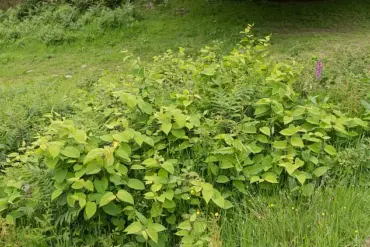 Japanese Knotweed Thrives and Spreads Faster This Summer Amid Warmer Temperatures and Changing Rainfall Patterns