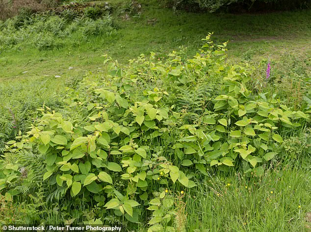 Japanese Knotweed Thrives and Spreads Faster This Summer Amid Warmer Temperatures and Changing Rainfall Patterns