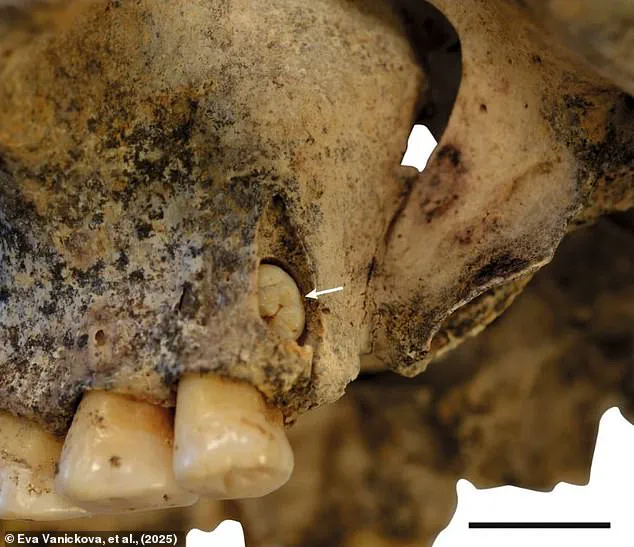 Late-Breaking Discovery: Stone Age Sisters' Sacrifice Unearthed in Czech Republic, Offering Insight into Ancient Rituals