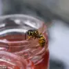 Managing Wasps in Summer: Expert Insights for a Calmer Outdoor Experience