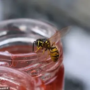 Managing Wasps in Summer: Expert Insights for a Calmer Outdoor Experience