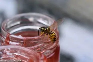 Managing Wasps in Summer: Expert Insights for a Calmer Outdoor Experience