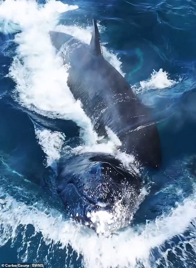 Orcas' Chilling Encounter with Humpback Calf Sparks Debate on Apex Predators' Role in Marine Ecosystems