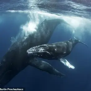 Orcas' Chilling Encounter with Humpback Calf Sparks Debate on Apex Predators' Role in Marine Ecosystems