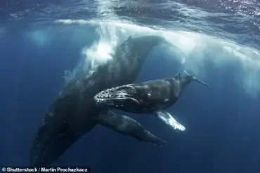 Orcas' Chilling Encounter with Humpback Calf Sparks Debate on Apex Predators' Role in Marine Ecosystems