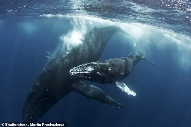 Orcas' Chilling Encounter with Humpback Calf Sparks Debate on Apex Predators' Role in Marine Ecosystems