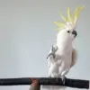 Privileged Access to Cockatoos' Secretive Dance Moves Unveiled in Groundbreaking Study