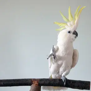 Privileged Access to Cockatoos' Secretive Dance Moves Unveiled in Groundbreaking Study