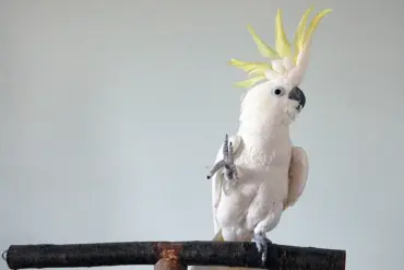 Privileged Access to Cockatoos' Secretive Dance Moves Unveiled in Groundbreaking Study