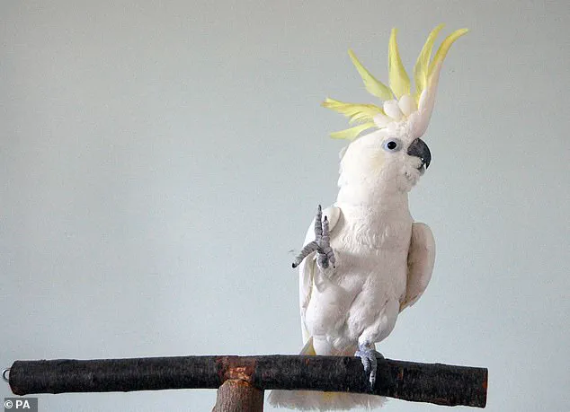 Privileged Access to Cockatoos' Secretive Dance Moves Unveiled in Groundbreaking Study