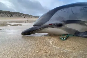 Scientists Baffled by Exponential Rise in Whale and Dolphin Strandings on Scottish Shores