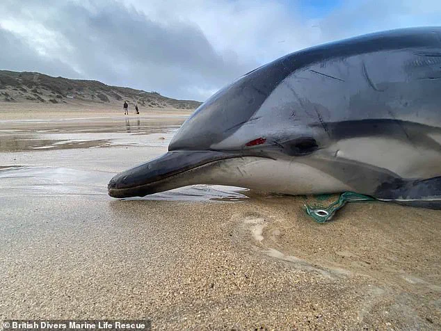 Scientists Baffled by Exponential Rise in Whale and Dolphin Strandings on Scottish Shores