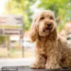 Tradition Over Creativity: British Dog Owners Stick to Timeless Names, Says Dogs Trust Survey