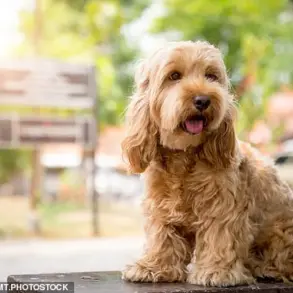 Tradition Over Creativity: British Dog Owners Stick to Timeless Names, Says Dogs Trust Survey
