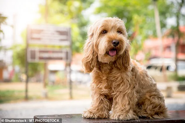 Tradition Over Creativity: British Dog Owners Stick to Timeless Names, Says Dogs Trust Survey