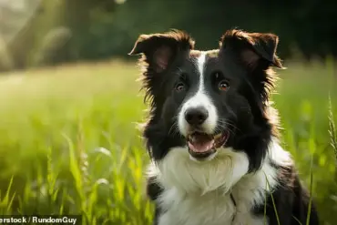 UK Pet Names Show Significant Overlap with Baby Name Trends