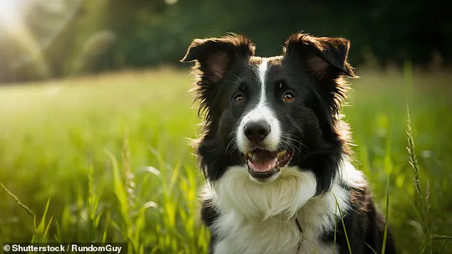 UK Pet Names Show Significant Overlap with Baby Name Trends