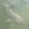 Unusual Encounter: Alligator and Shark Swim Side by Side Near Hilton Head Island Marina