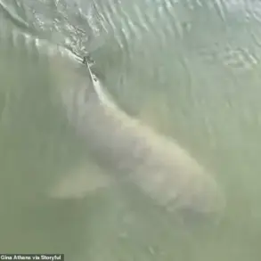 Unusual Encounter: Alligator and Shark Swim Side by Side Near Hilton Head Island Marina