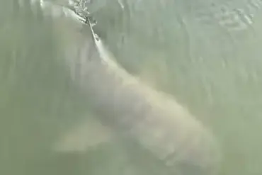 Unusual Encounter: Alligator and Shark Swim Side by Side Near Hilton Head Island Marina