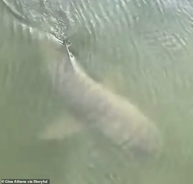 Unusual Encounter: Alligator and Shark Swim Side by Side Near Hilton Head Island Marina