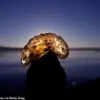 Urgent Alert: Mysterious Blob-Like Structures Spreading Across American Waterways, Experts Warn of Potential Invasion