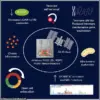 Exclusive Insights: How Space Travel's Hidden Risks Accelerate Human Aging at the Cellular Level