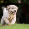 Experts Warn: Dogs' Lip-Licking May Signal Stress, Not Hunger