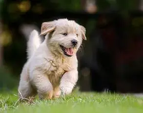 Experts Warn: Dogs' Lip-Licking May Signal Stress, Not Hunger