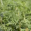 Japanese Knotweed Not the Only Invasive Threat, Experts Warn