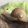 Race Against Time: Scientists Launch International Campaign to Find Rare Mate for Sterile Snail Ned