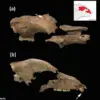 Serbian Fossils Reveal Ancient Roman Amphitheaters Hosted Human-Animal Battles, Supporting Ridley Scott's Gladiatorial Fiction