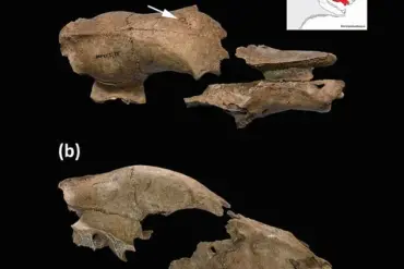 Serbian Fossils Reveal Ancient Roman Amphitheaters Hosted Human-Animal Battles, Supporting Ridley Scott's Gladiatorial Fiction