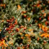 The Oxygen-Free Secret of Bogs: Preserving Organic Remains for Millennia