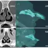 The Proboscis Monkey's Nose: Recent Research Reveals Crucial Role in Survival and Communication