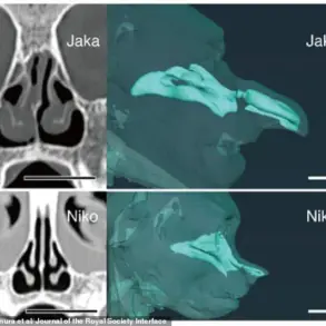 The Proboscis Monkey's Nose: Recent Research Reveals Crucial Role in Survival and Communication